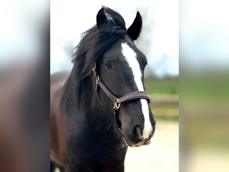 Shire Horse Wallach 6 Jahre 176 cm Rappe in Latendorf