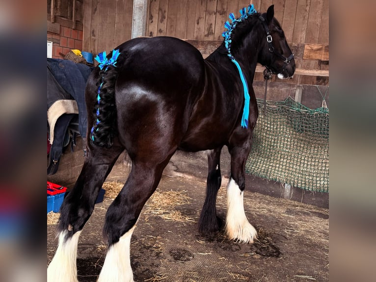 Shire Horse Wallach 6 Jahre 176 cm Rappe in Latendorf