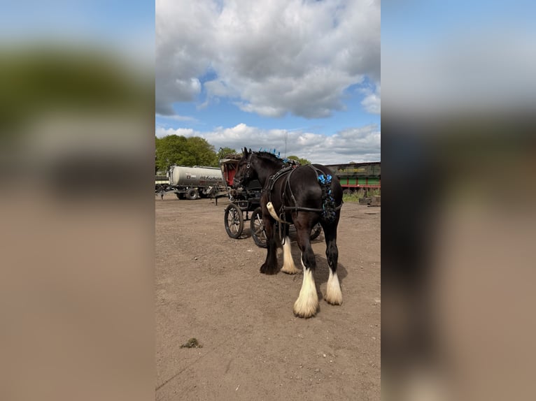 Shire Horse Wallach 6 Jahre 176 cm Rappe in Latendorf
