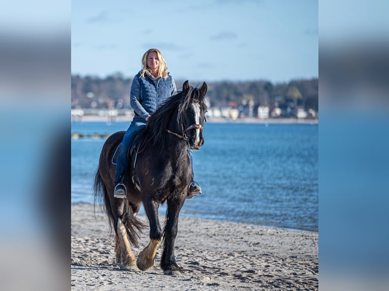 Shire Horse Wallach 6 Jahre 176 cm Rappe in Latendorf