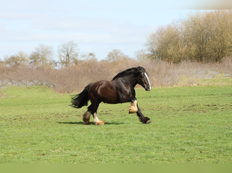 Shire Horse Wallach 6 Jahre 176 cm Rappe in Latendorf