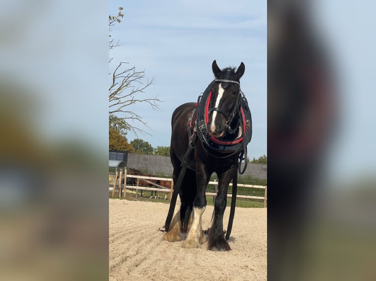 Shire Horse Wallach 6 Jahre 176 cm Rappe in Latendorf