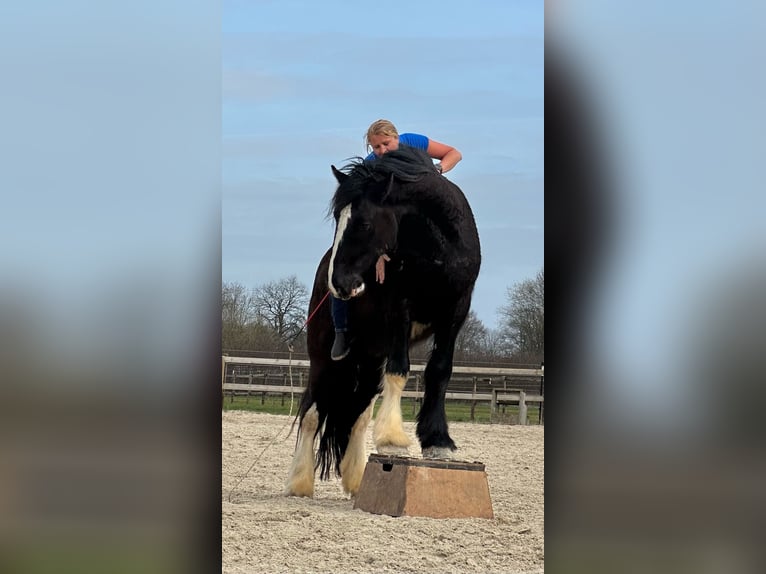 Shire Horse Wallach 6 Jahre 176 cm Rappe in Latendorf