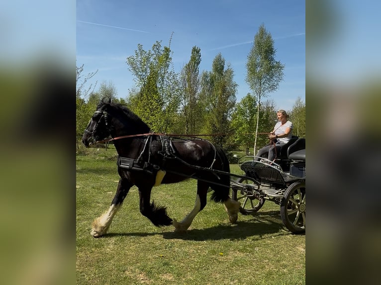 Shire Horse Wallach 6 Jahre 176 cm Rappe in Latendorf