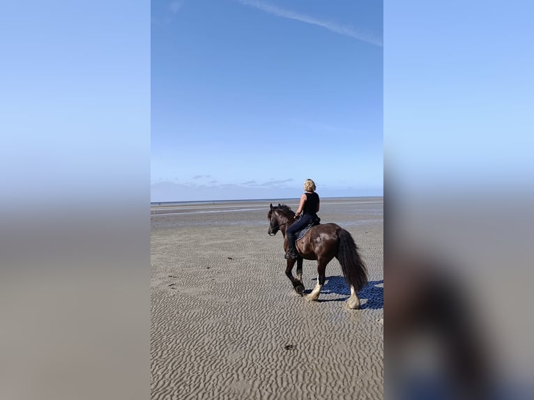 Shire Horse Wallach 6 Jahre 176 cm Rappe in Latendorf