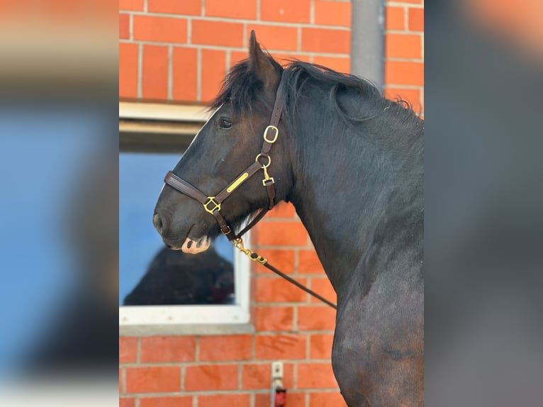Shire Horse Wallach 6 Jahre 176 cm Rappe in Latendorf