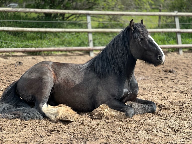 Shire Horse Wallach 6 Jahre 176 cm Rappe in Latendorf