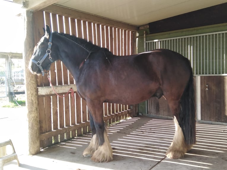 Shire Horse Wallach 6 Jahre 183 cm Rappe in Korschenbroich