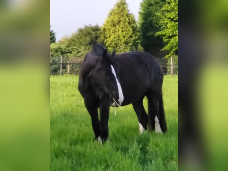 Shire Horse Wallach 6 Jahre 183 cm Rappe in Korschenbroich