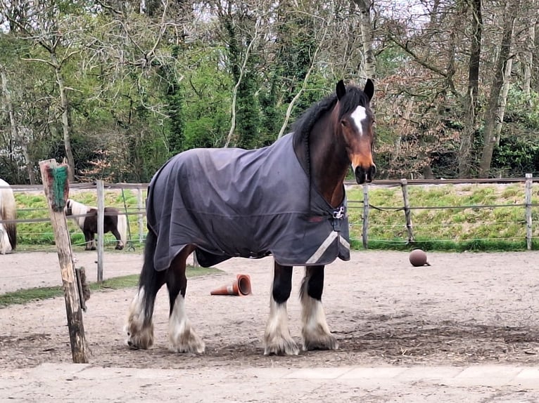 Shire Horse Wallach 7 Jahre 177 cm Dunkelbrauner in Eerbeek