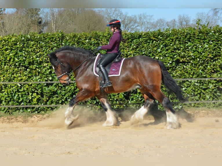 Shire Horse Wallach 7 Jahre 177 cm Dunkelbrauner in Eerbeek