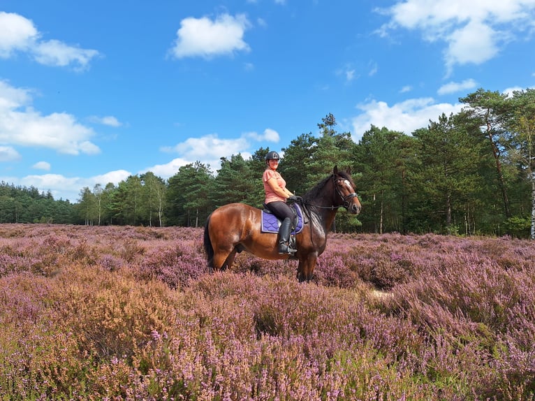 Shire Horse Wallach 7 Jahre 177 cm Dunkelbrauner in Eerbeek