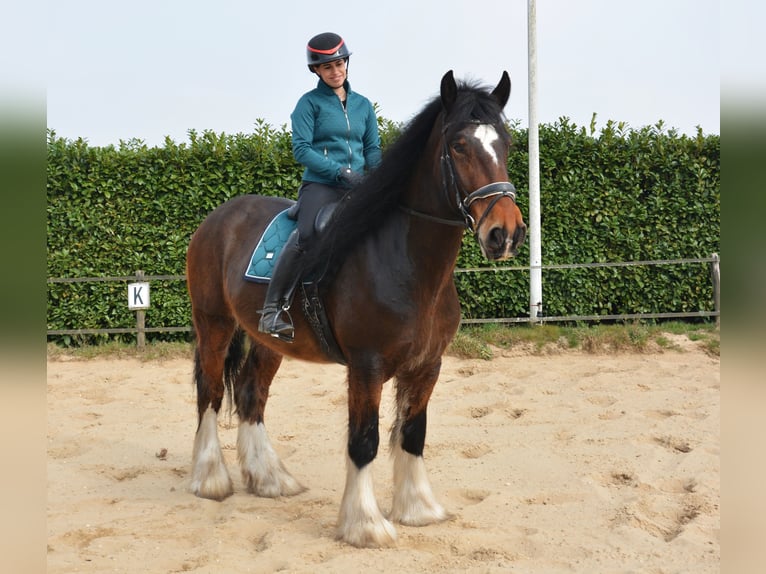 Shire Horse Wallach 7 Jahre 177 cm Dunkelbrauner in Eerbeek