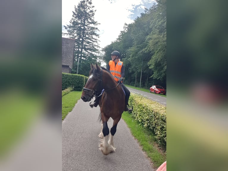 Shire Horse Wallach 7 Jahre 177 cm Dunkelbrauner in Eerbeek