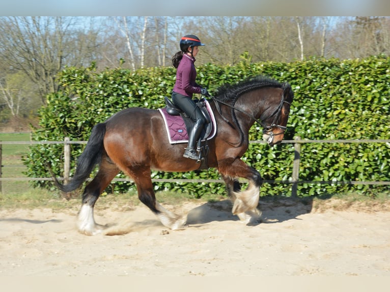 Shire Horse Wallach 7 Jahre 177 cm Dunkelbrauner in Eerbeek