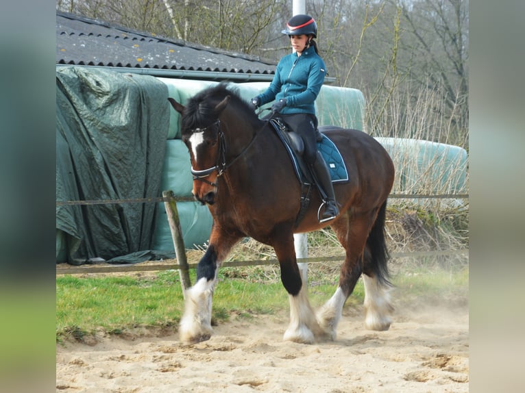 Shire Horse Wallach 7 Jahre 177 cm Dunkelbrauner in Eerbeek