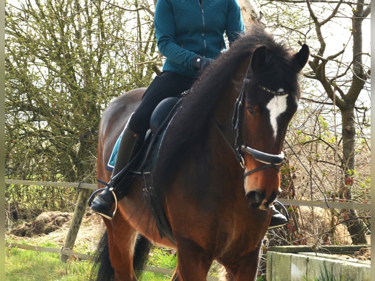 Shire Horse Wallach 7 Jahre 177 cm Dunkelbrauner in Eerbeek