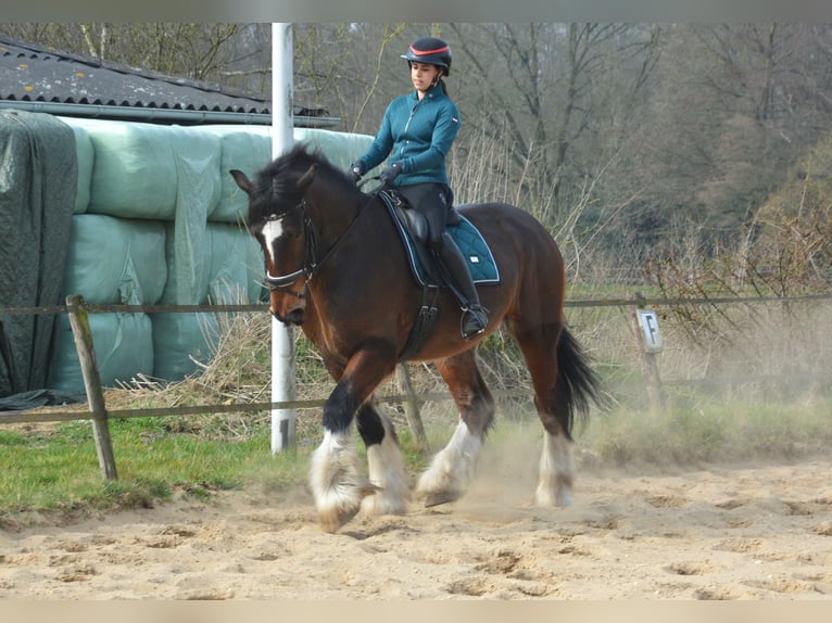 Shire Horse Wallach 7 Jahre 177 cm Dunkelbrauner in Eerbeek