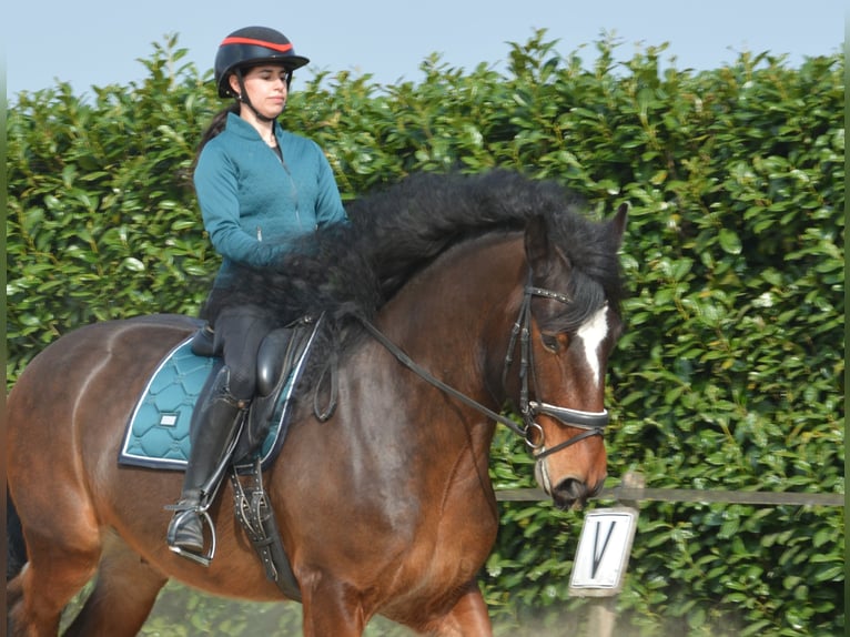 Shire Horse Wallach 7 Jahre 177 cm Dunkelbrauner in Eerbeek