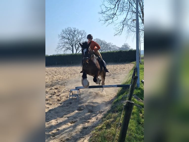Shire Horse Wallach 7 Jahre 177 cm Dunkelbrauner in Eerbeek