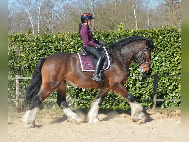 Shire Horse Wallach 7 Jahre 177 cm Dunkelbrauner in Eerbeek