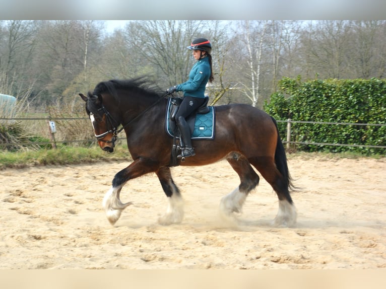Shire Horse Wallach 7 Jahre 177 cm Dunkelbrauner in Eerbeek