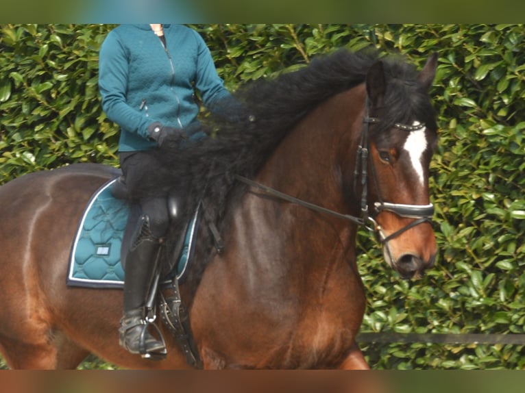 Shire Horse Wallach 7 Jahre 177 cm Dunkelbrauner in Eerbeek