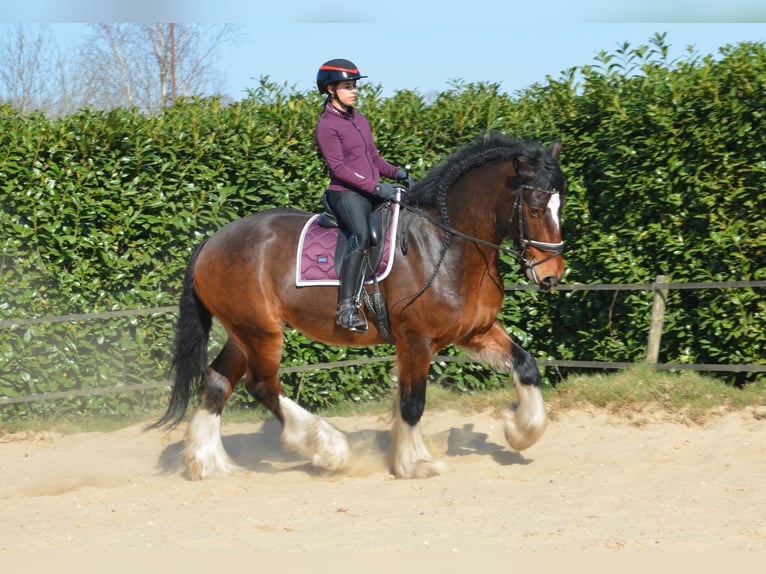 Shire Horse Wallach 7 Jahre 177 cm Dunkelbrauner in Eerbeek