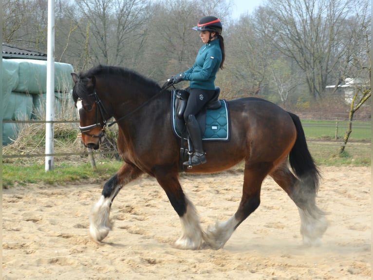 Shire Horse Wallach 7 Jahre 177 cm Dunkelbrauner in Eerbeek