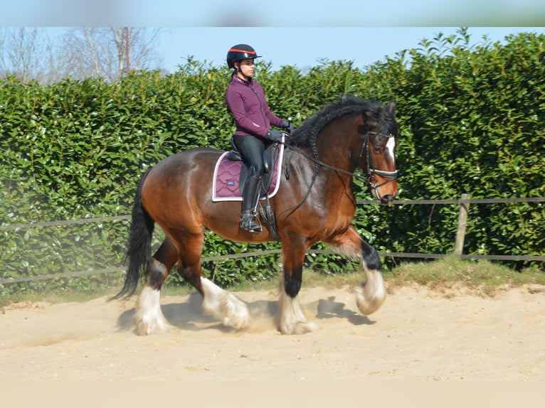 Shire Horse Wallach 7 Jahre 177 cm Dunkelbrauner in Eerbeek
