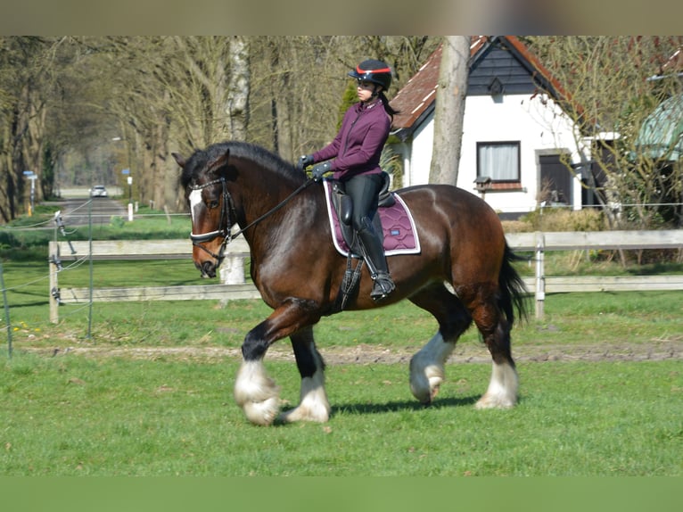 Shire Horse Wallach 7 Jahre 177 cm Dunkelbrauner in Eerbeek