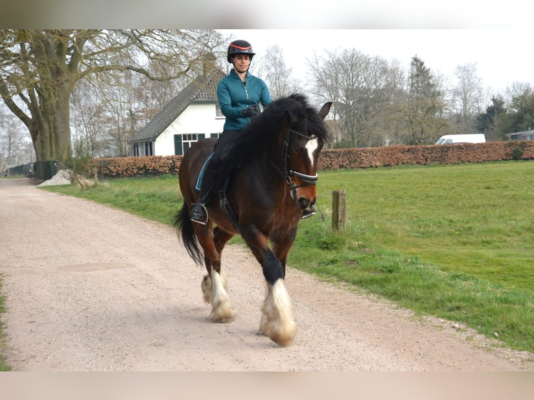 Shire Horse Wallach 7 Jahre 177 cm Dunkelbrauner in Eerbeek