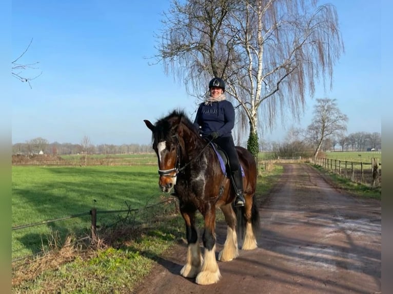 Shire Horse Wallach 7 Jahre 177 cm Dunkelbrauner in Eerbeek