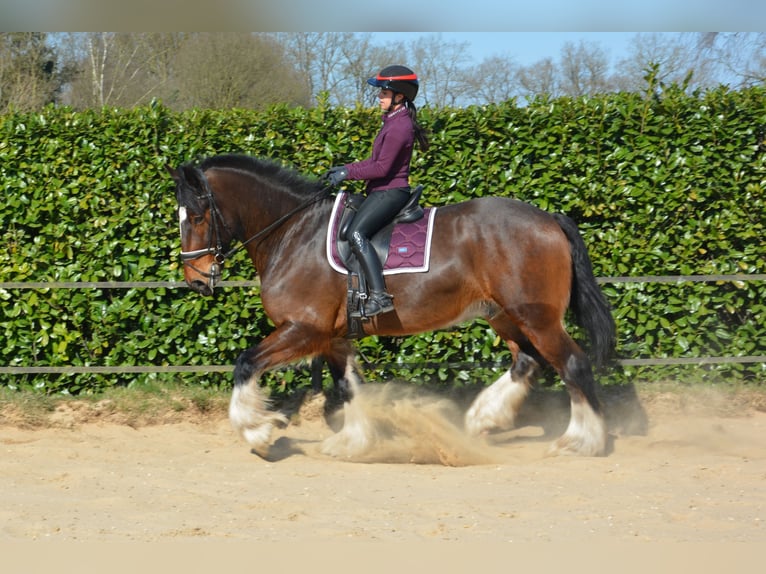 Shire Horse Wallach 7 Jahre 177 cm Dunkelbrauner in Eerbeek