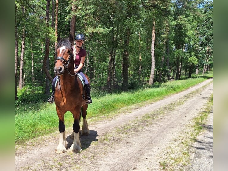 Shire Horse Wallach 7 Jahre 177 cm Dunkelbrauner in Eerbeek
