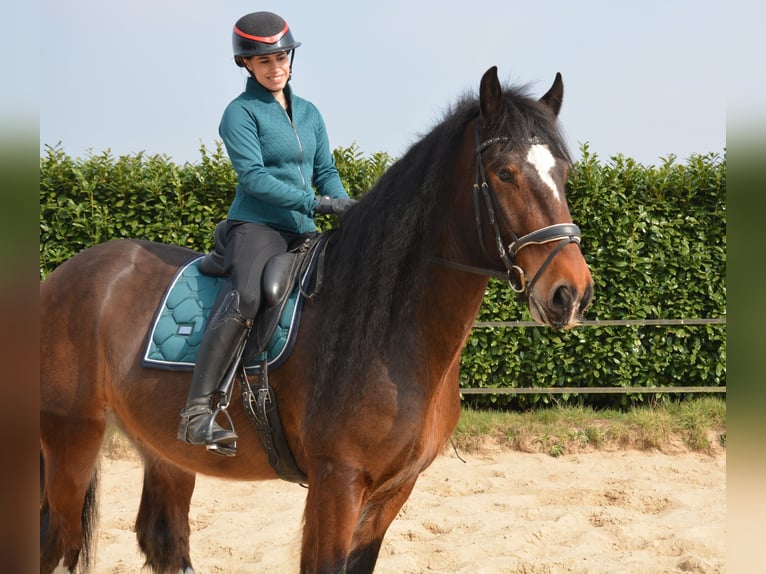 Shire Horse Wallach 7 Jahre 177 cm Dunkelbrauner in Eerbeek