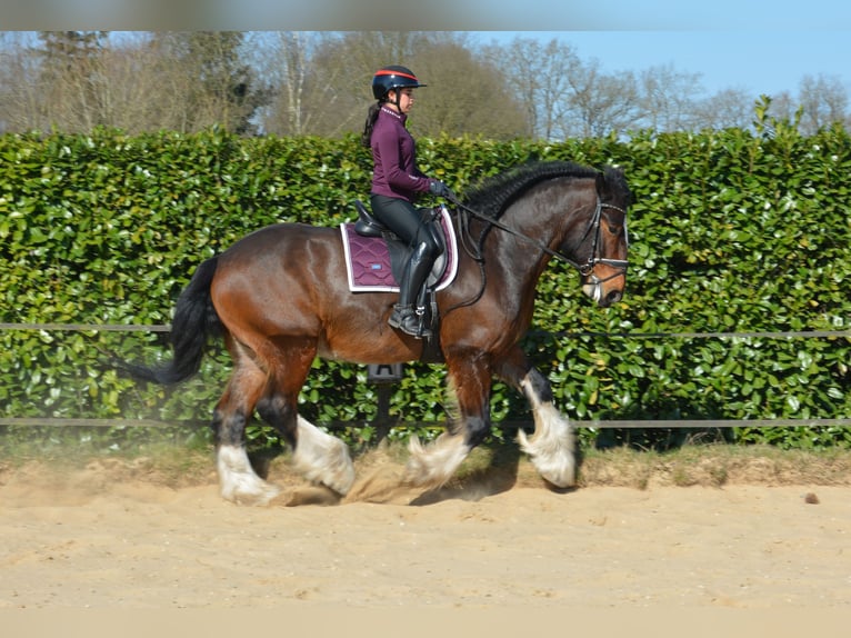 Shire Horse Wallach 7 Jahre 177 cm Dunkelbrauner in Eerbeek