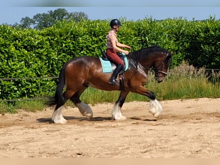 Shire Horse Wallach 7 Jahre 177 cm Dunkelbrauner in Eerbeek