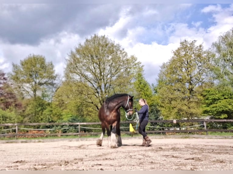 Shire Horse Wallach 7 Jahre 177 cm Dunkelbrauner in Eerbeek