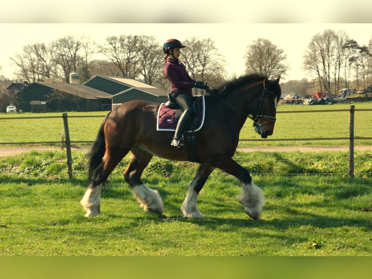 Shire Horse Wallach 7 Jahre 177 cm Dunkelbrauner in Eerbeek