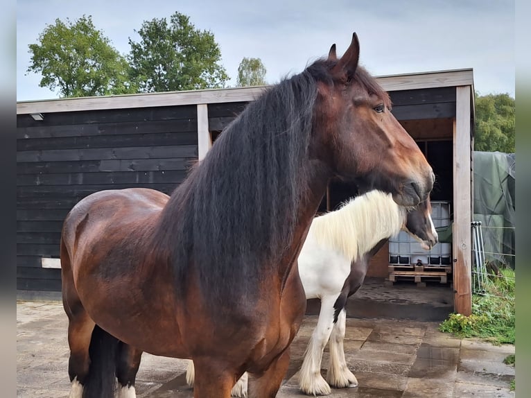 Shire Horse Wallach 7 Jahre 177 cm Dunkelbrauner in Eerbeek
