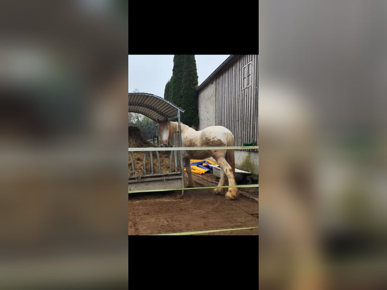 Shire Horse Wallach 7 Jahre 178 cm Schimmel in Bad Füssing