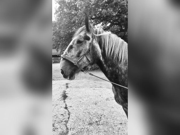 Shire Horse Wallach 7 Jahre 184 cm Apfelschimmel in Jesteburg