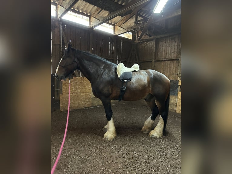 Shire Horse Wallach 7 Jahre 190 cm in Filderstadt
