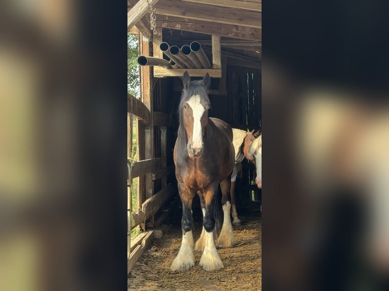 Shire Horse Wallach 7 Jahre 190 cm in Filderstadt