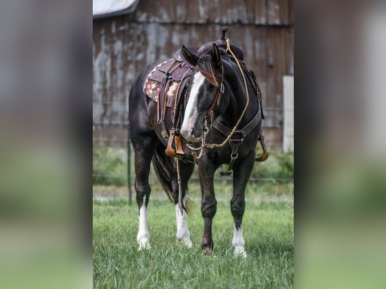 Shire Horse Mix Wallach 8 Jahre 152 cm Rappe in Buffalo, MO