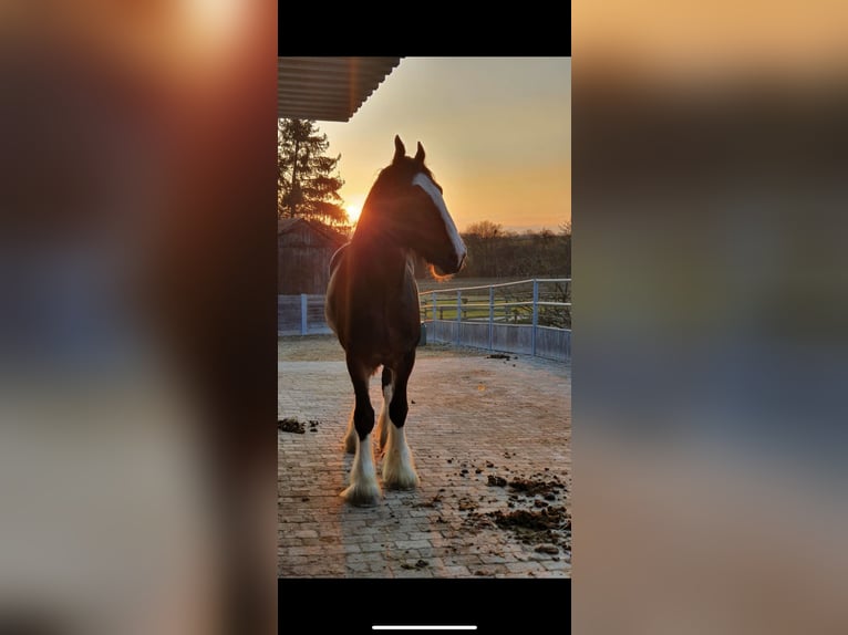 Shire Horse Wallach 8 Jahre 190 cm Brauner in Filderstadt