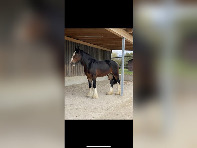 Shire Horse Wallach 8 Jahre 190 cm Brauner in Filderstadt