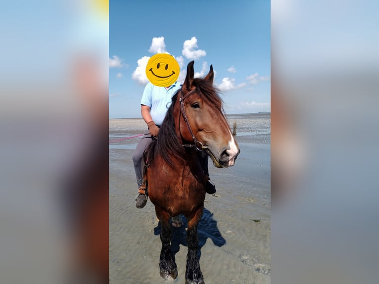 Shire Horse Wallach 9 Jahre 168 cm Blauschimmel in Prinzh&#xF6;fte