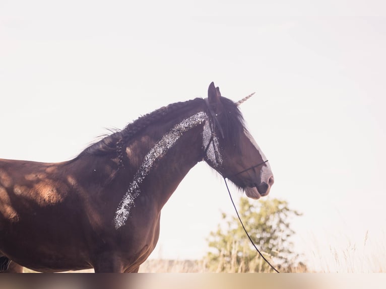 Shire Horse Wallach 9 Jahre 186 cm Brauner in R&#xF6;blingen am See